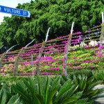 Travel to Brisbane, Australia