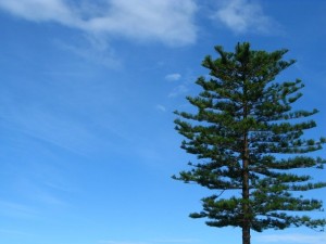 n120802809 40826504 4548230