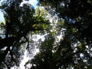 n120802809 40967334 3642186