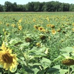 Farm Tour at Pristine Gourmet