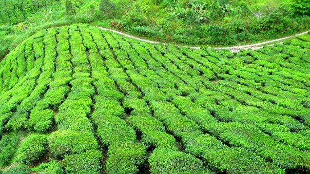 Tea Time in Malaysia’s Cameron Highlands