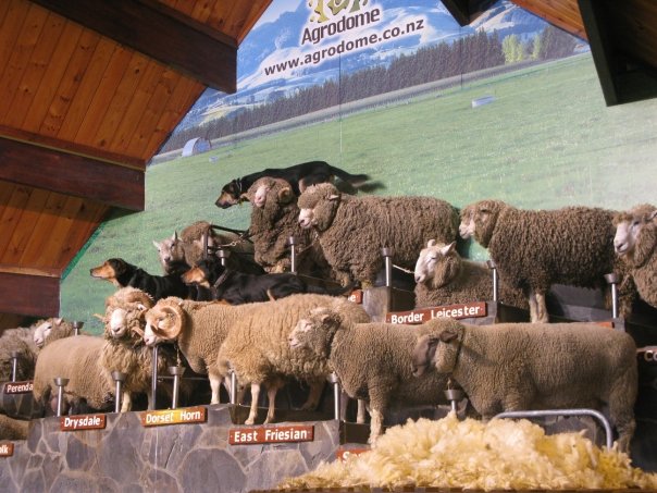 Rotorua to Waitomo, New Zealand