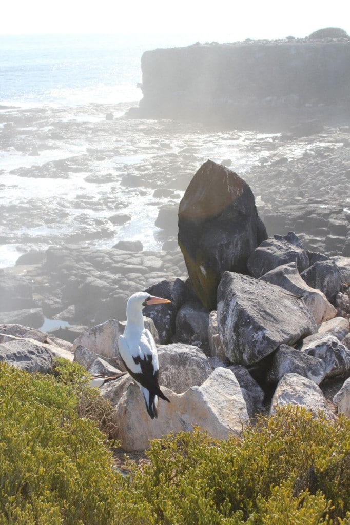 Travel to Española Island, Galapagos