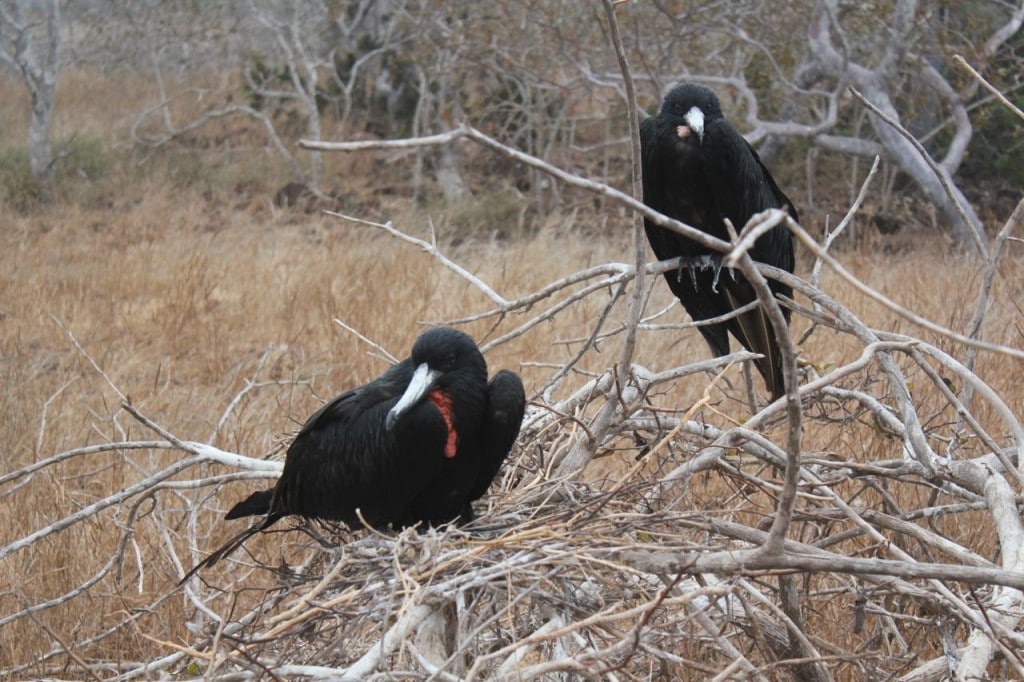 Travel to Black Turtle Cove and North Seymour, Galapagos