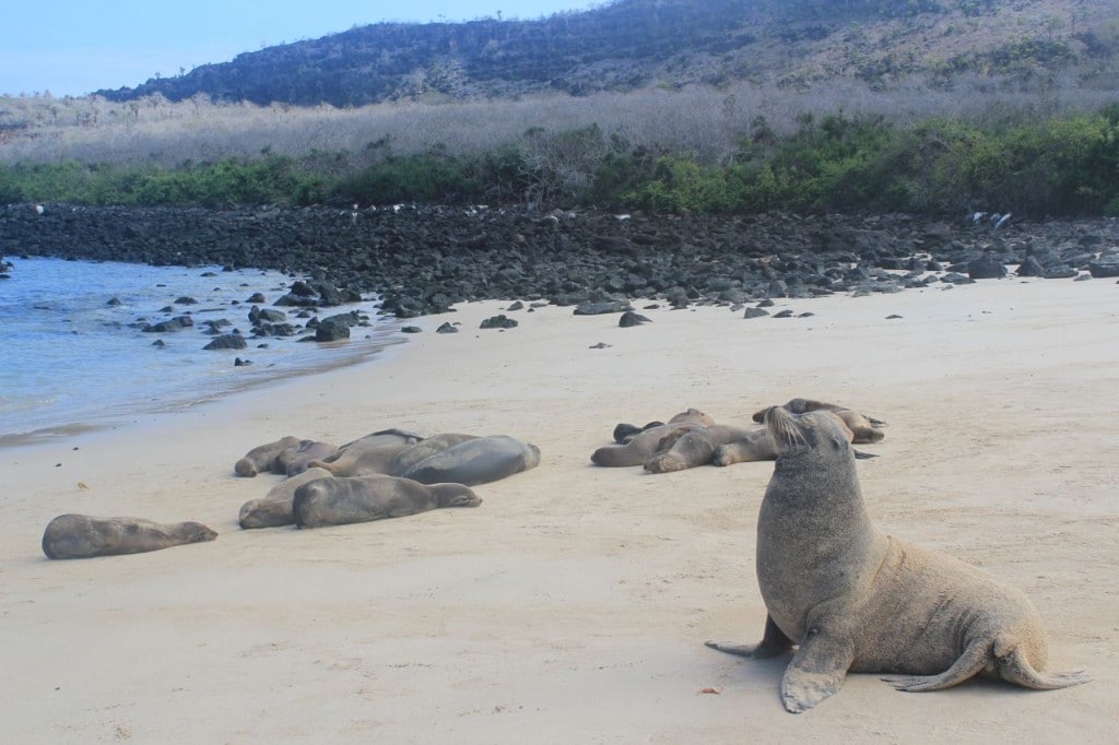 South Plaza and Santa Fé, Galapagos