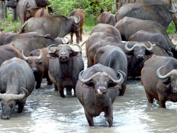 Kruger National Park Safari with G Adventures in South Africa