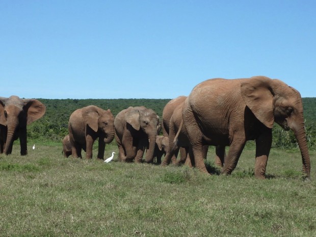 Port Elizabeth and Addo Elephant National Park in South Africa