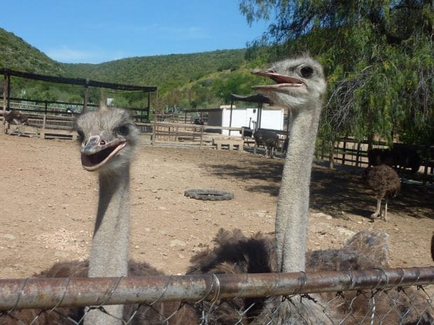 Driving Oudtshoorn to Hermanus in South Africa