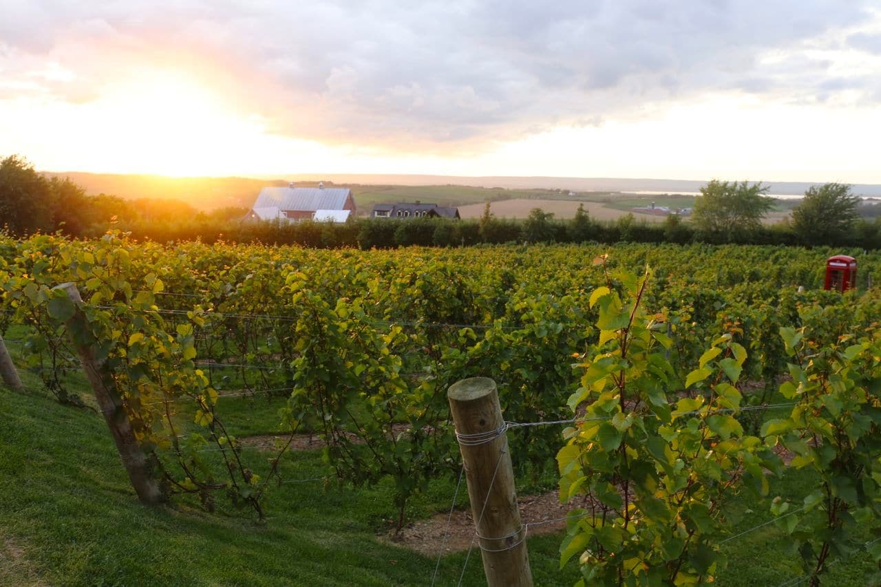 A beautiful sunset over Luckett Vineyard in Nova Scotia.