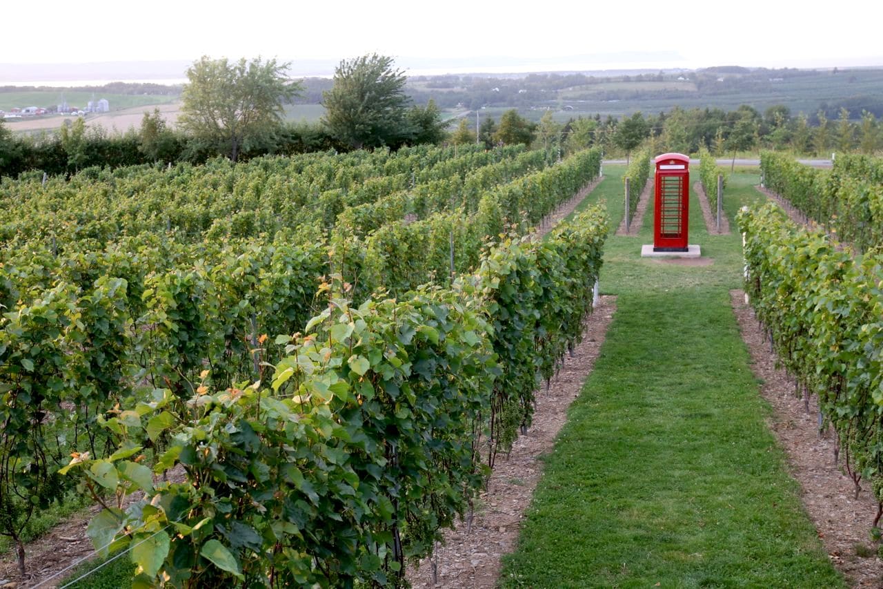 Luckett Vineyard's iconic red phone booth.