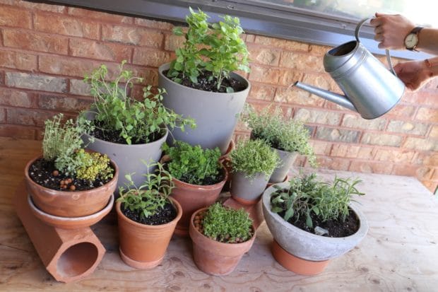 Use the fertilizer from your electric compost bin to help your potted plants and garden grow!