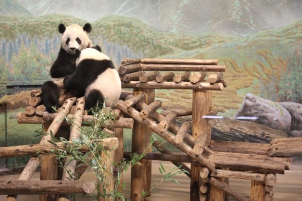 Plan Your Very Own Adults Only Photo Safari at Toronto Zoo