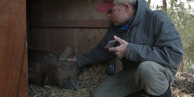 The Biggest Little Farm is the Food Doc of Your Dreams