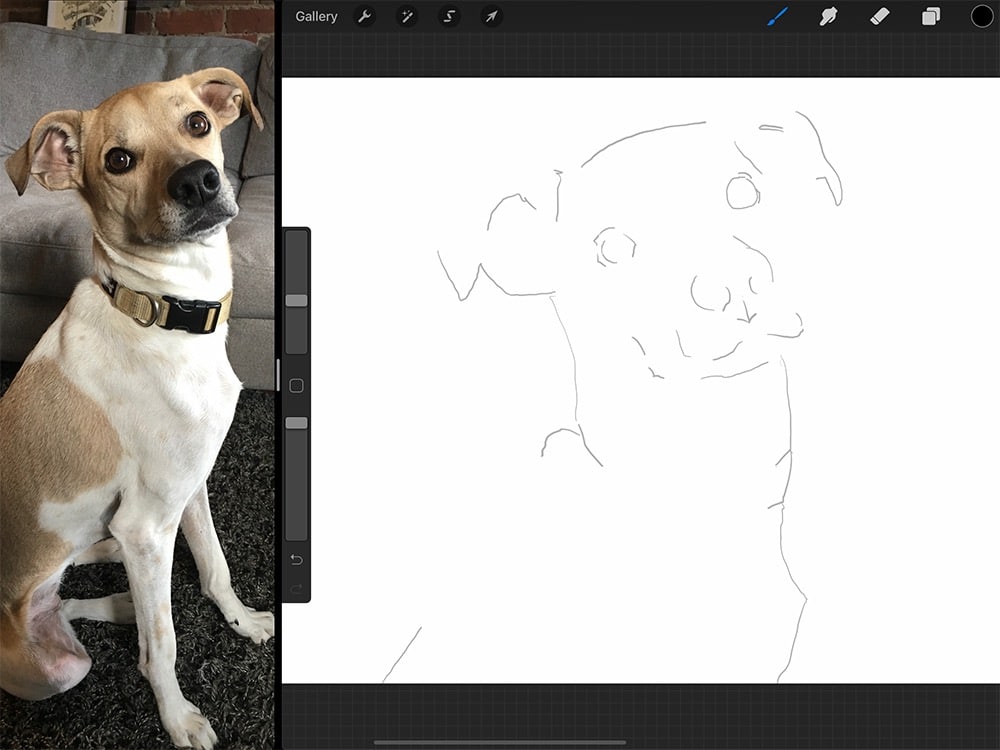 How To Draw Realistic Animals Step by Step Procreate Tutorial ...
