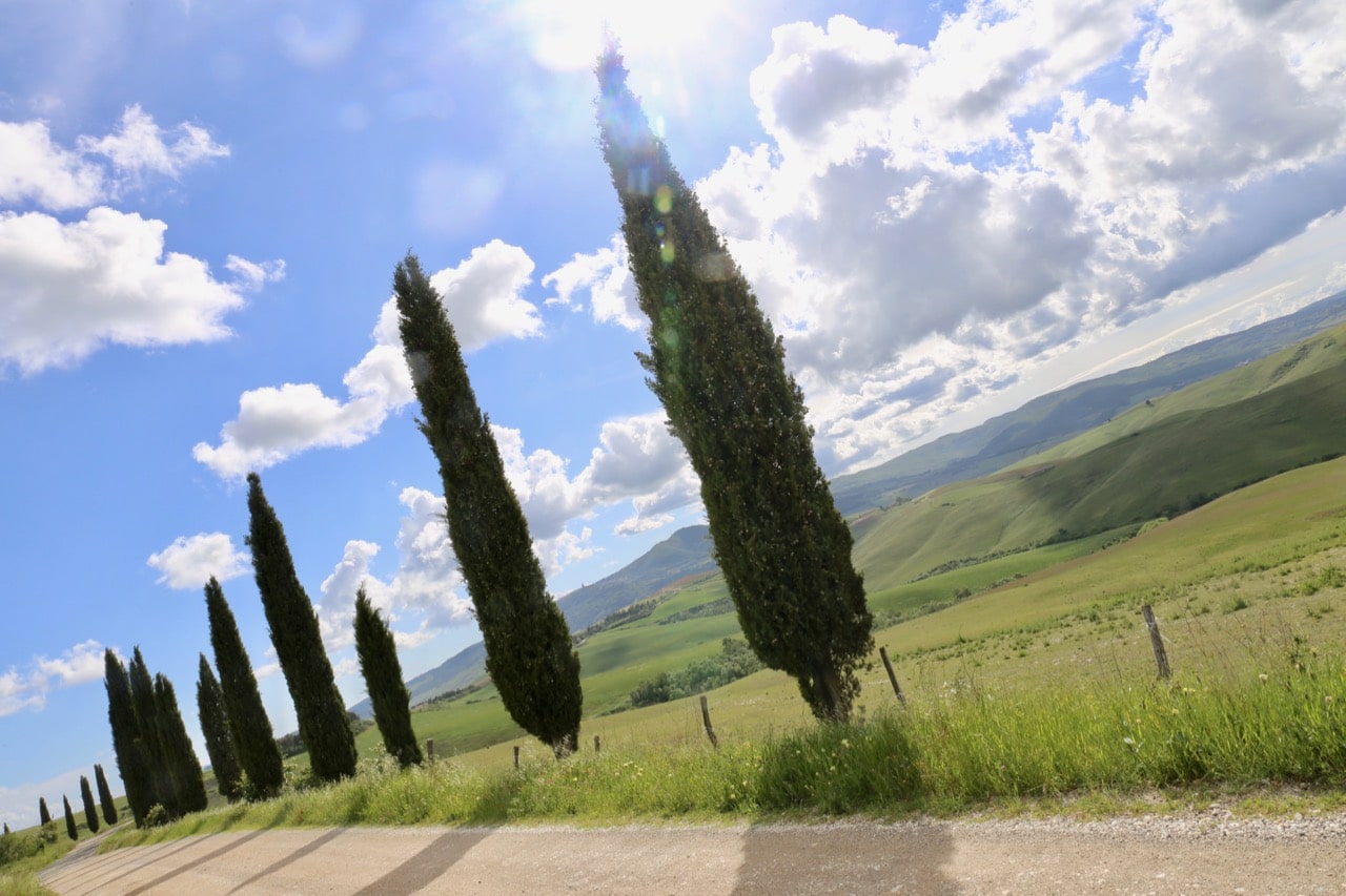 Cyprus trees line the road leading to Agriturismo Volterra Fattoria Lischeto.