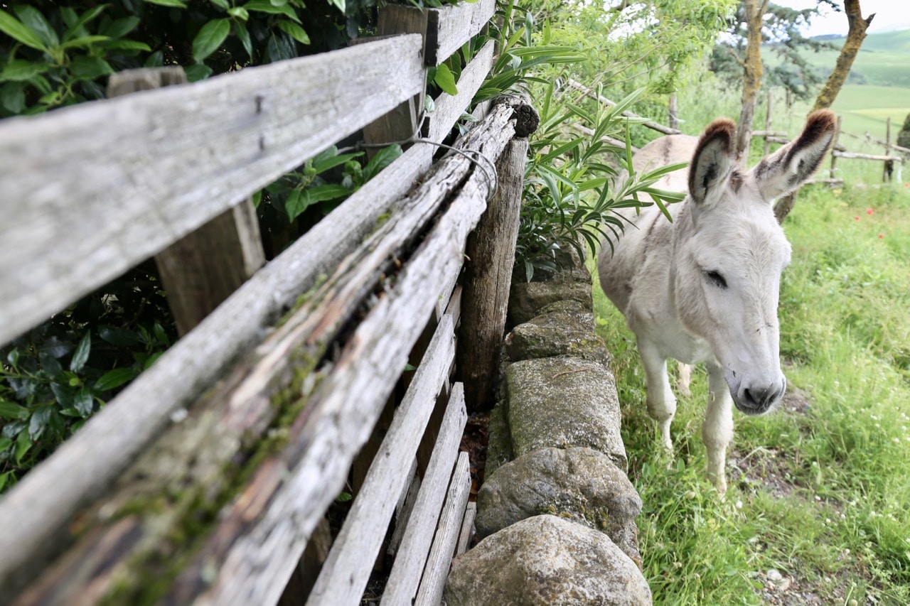 Agriturismo Volterra Fattoria Lischeto has a friendly pet donkey.