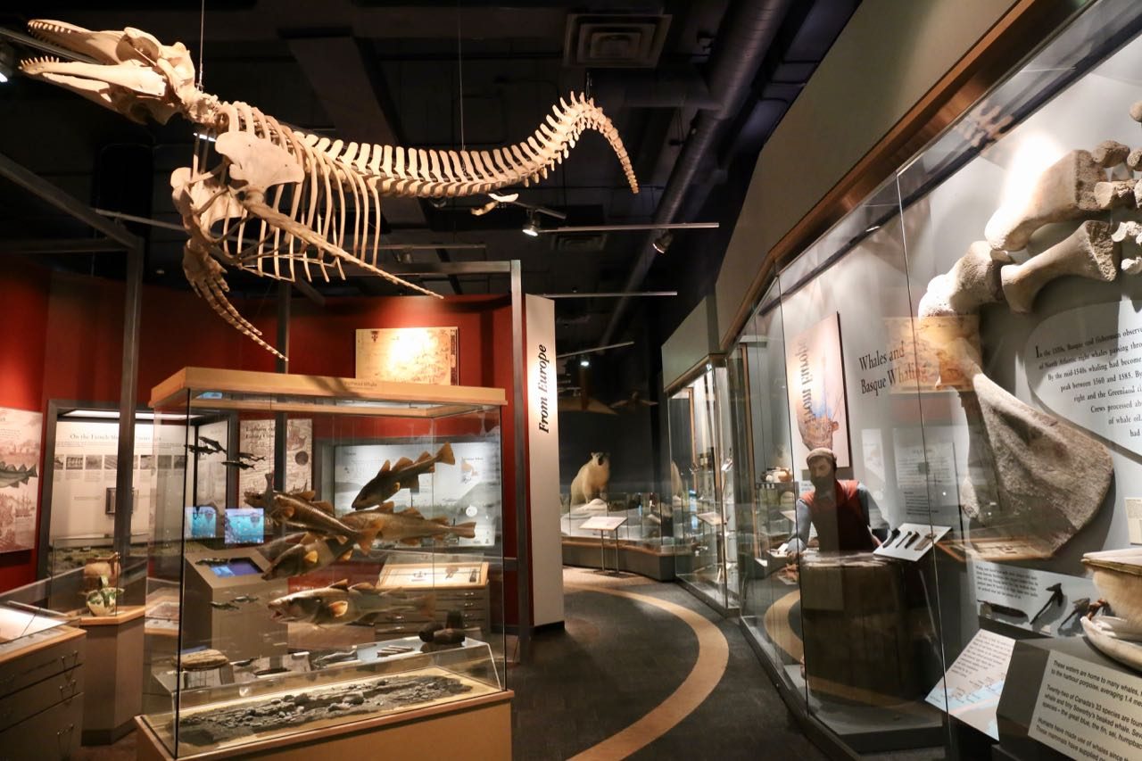 The Rooms is the best art gallery and museum in Newfoundland.