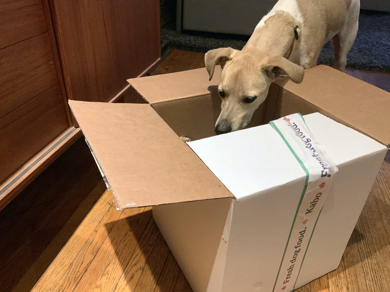 Daisy was immediately intrigued by this Toronto dog food delivery.