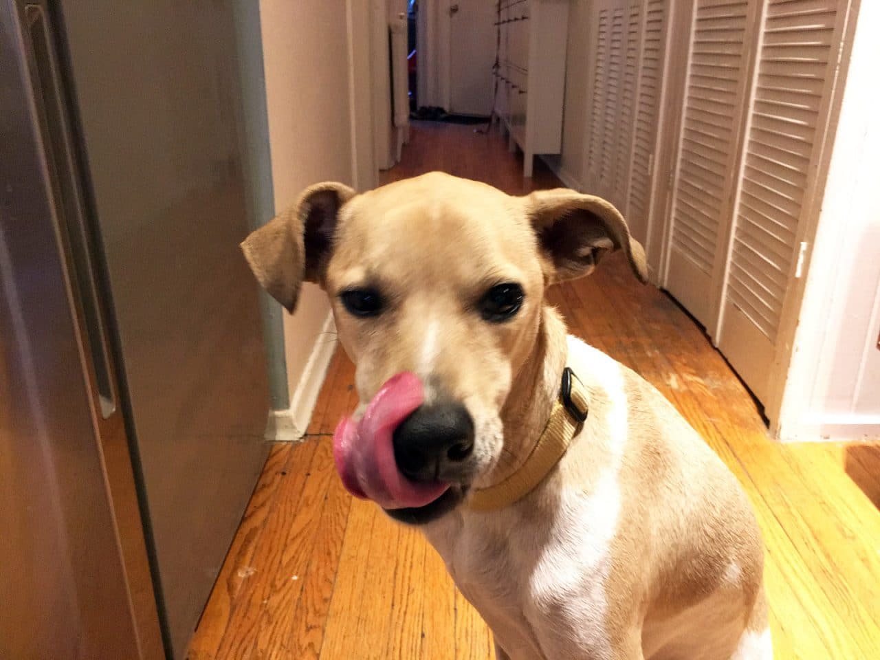 Safe to say, Kabo fresh dog food gets a thumbs up from Daisy.