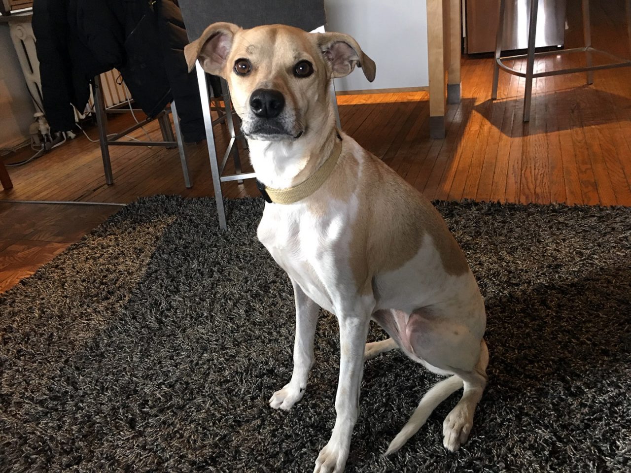 Daisy, a 4-year old Potcake gives fresh dog food a try.