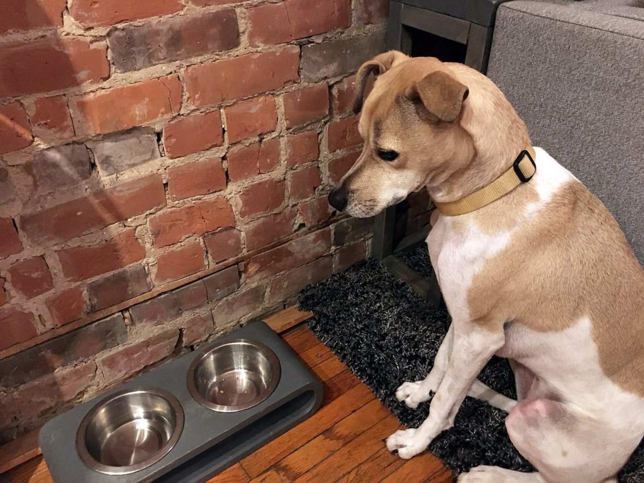 Fresh Dog Food: Bring Your Dog More Joy with Kabo