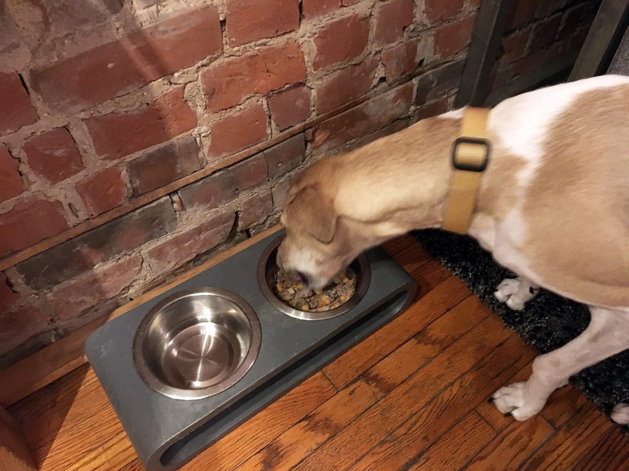 Fresh dog food diets don’t include additives like food coloring, xanthan gum, or BHT