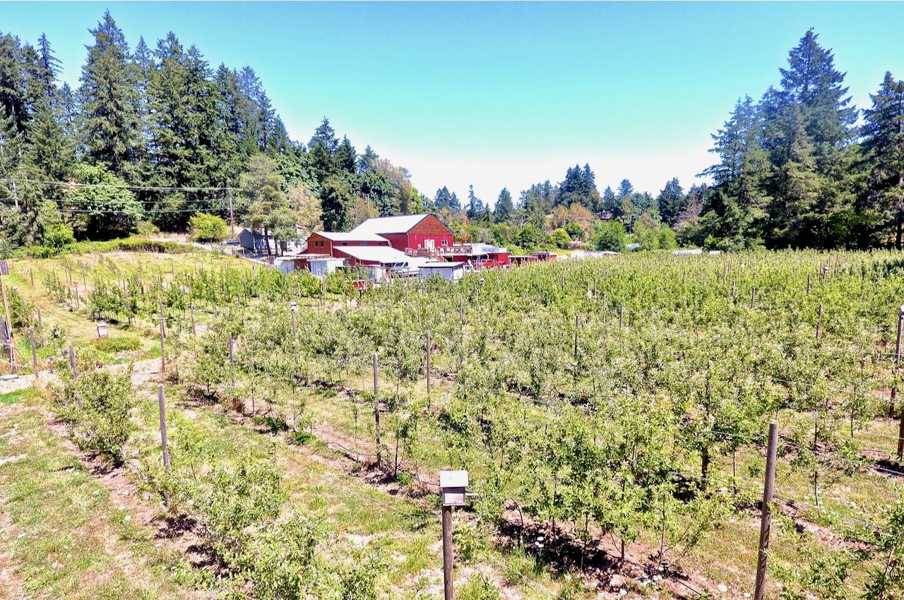 Enjoy a stroll through Tod Creek Craft Ciders apple orchard. 