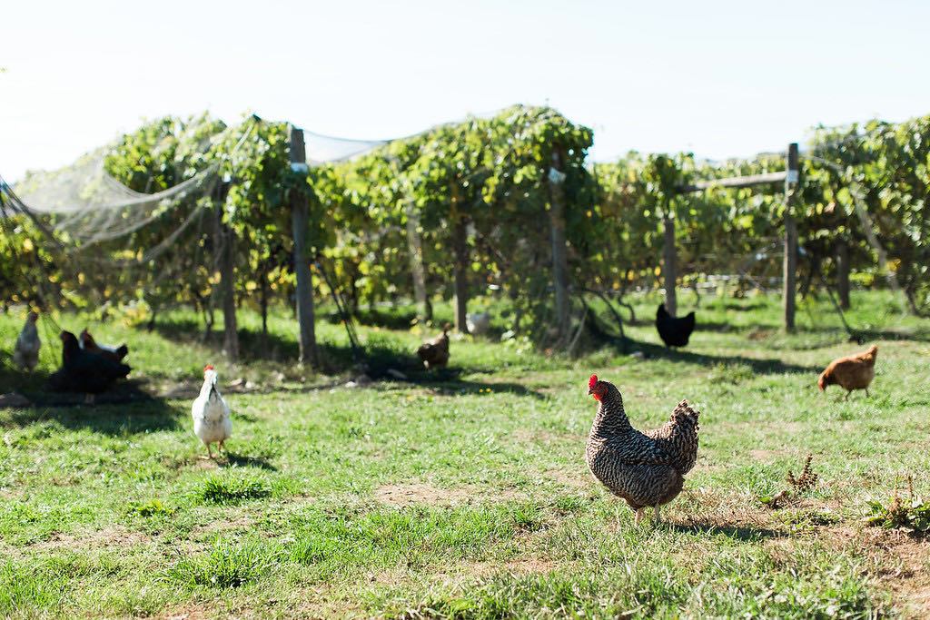 Enjoy lunch in Saanich with a glass of one of our favourite Vancouver Island Wines at Roost Farm.