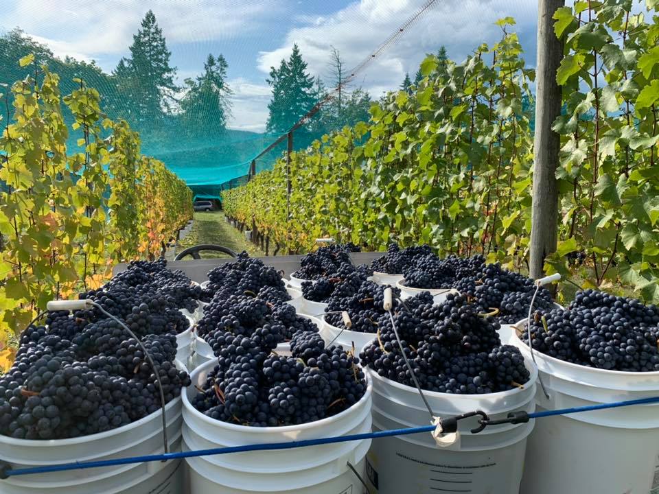Wineries on Vancouver Island: Grape harvest time at Venturi-Schulze Vineyards.