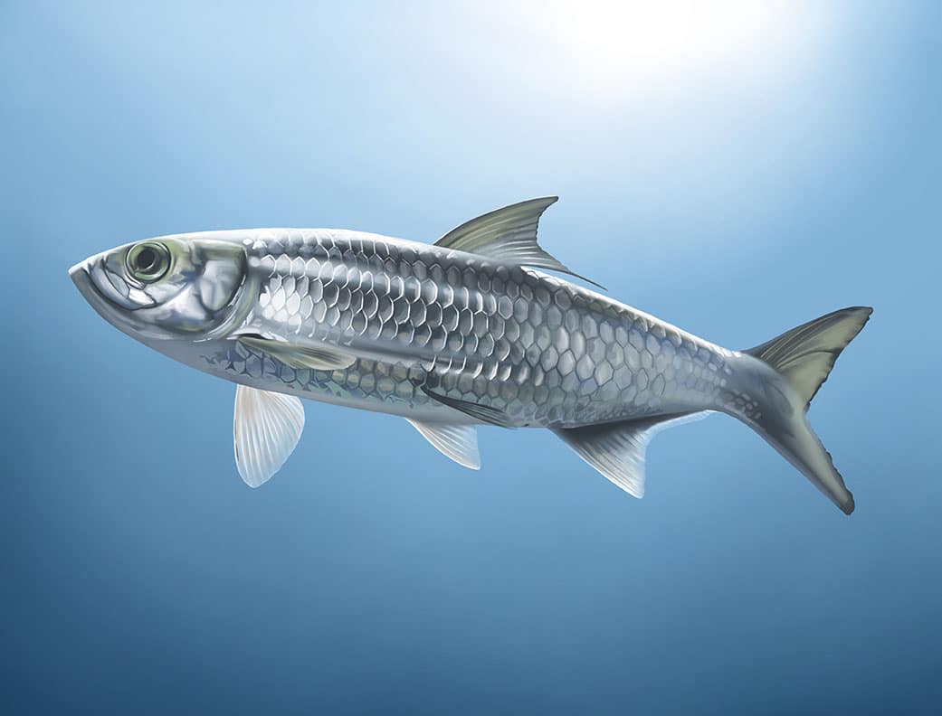 Pike perch fish, realistic pencil drawing on Craiyon