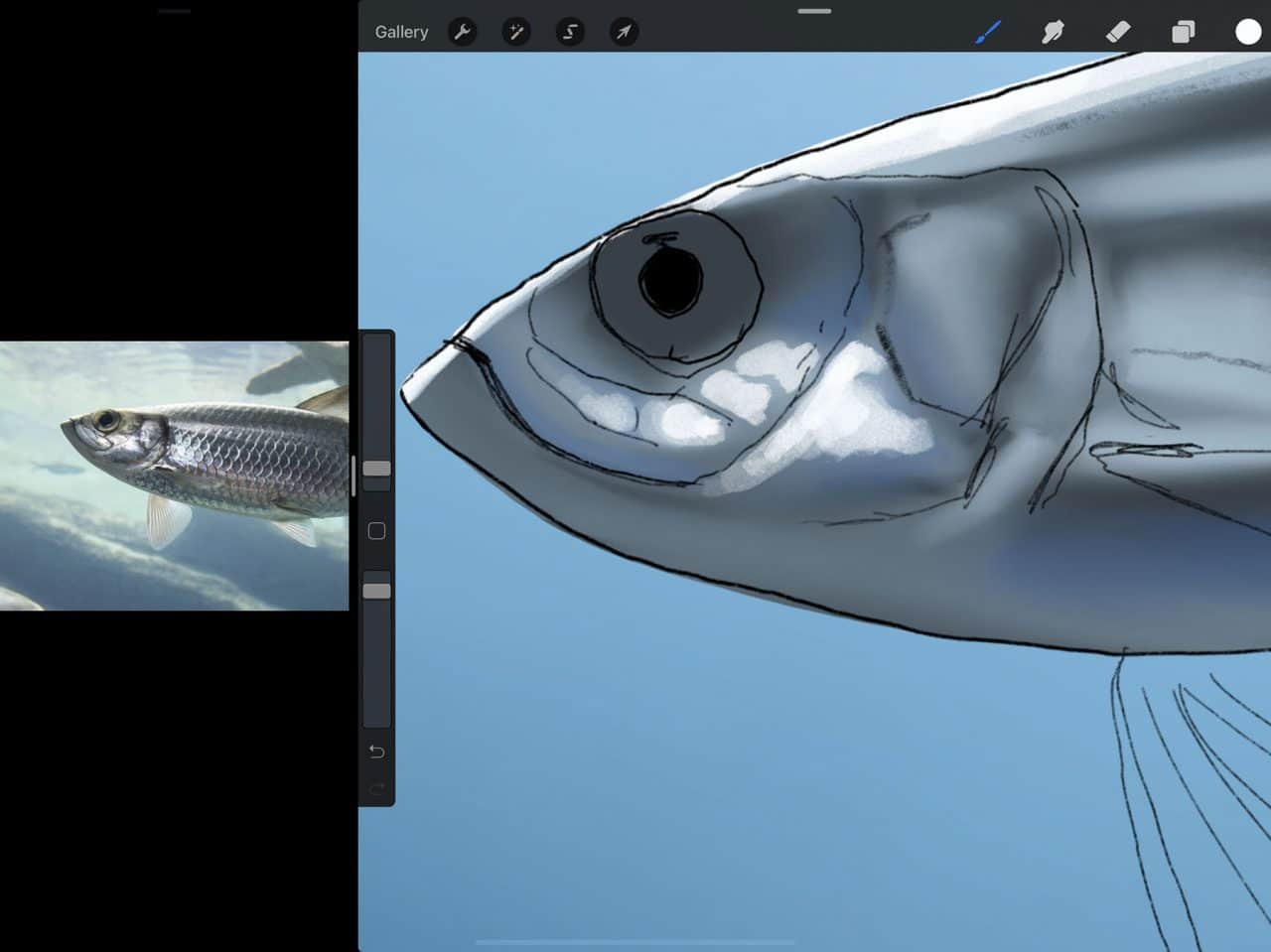 How to Draw A Fish: Highlights make for a more compelling illustration