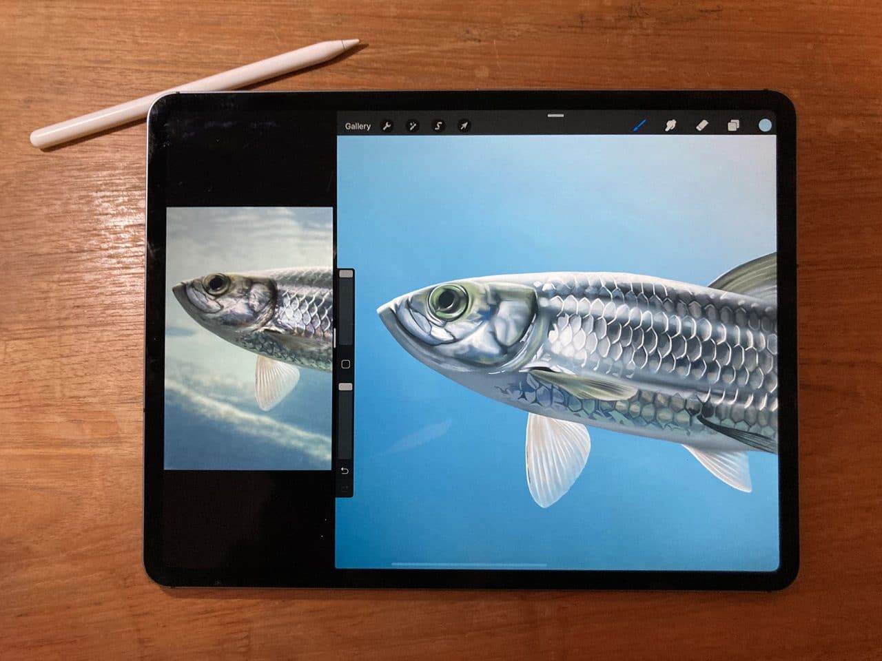 Learning how to draw a fish from a reference photo is easy with Procreate on iPad Pro
