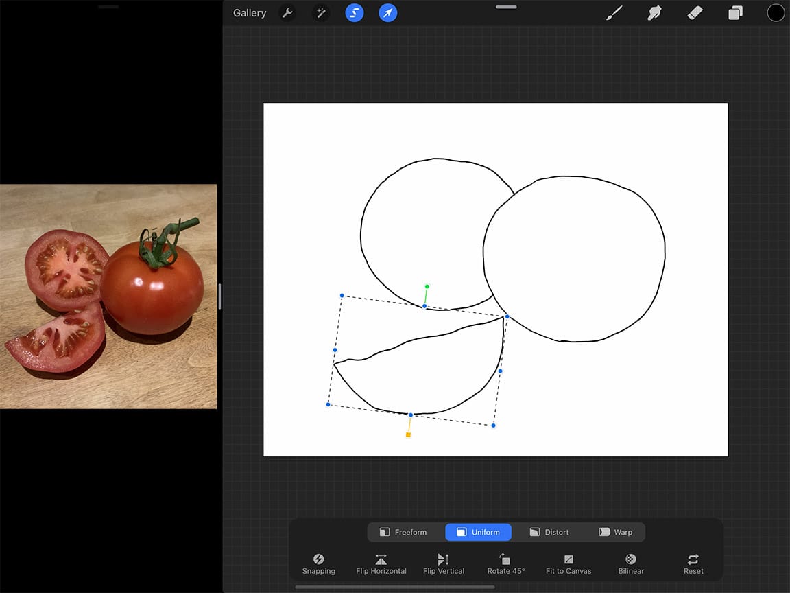 How to Draw Tomatoes: A rough sketch can be a great guide for your final coloured illustration 