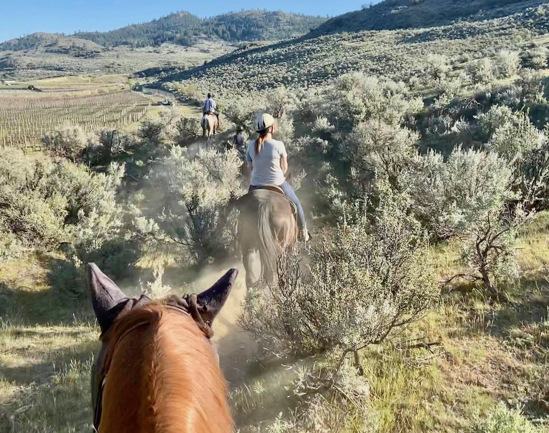 Best Things To Do In Osoyoos for Animal Lovers: Horseback Riding with Sun Hills