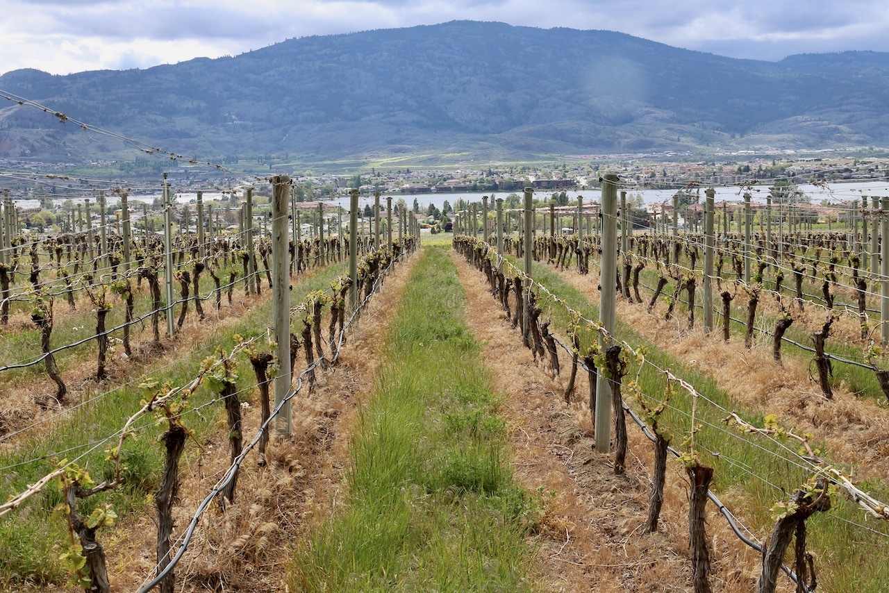 Osoyoos vineyards are located in picturesque South Okanagan wine country.