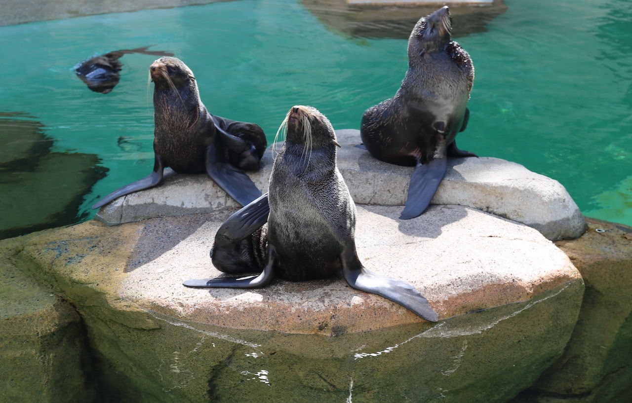 Unique things to do in Vancouver for kids: Enjoy a visit to the aquarium.