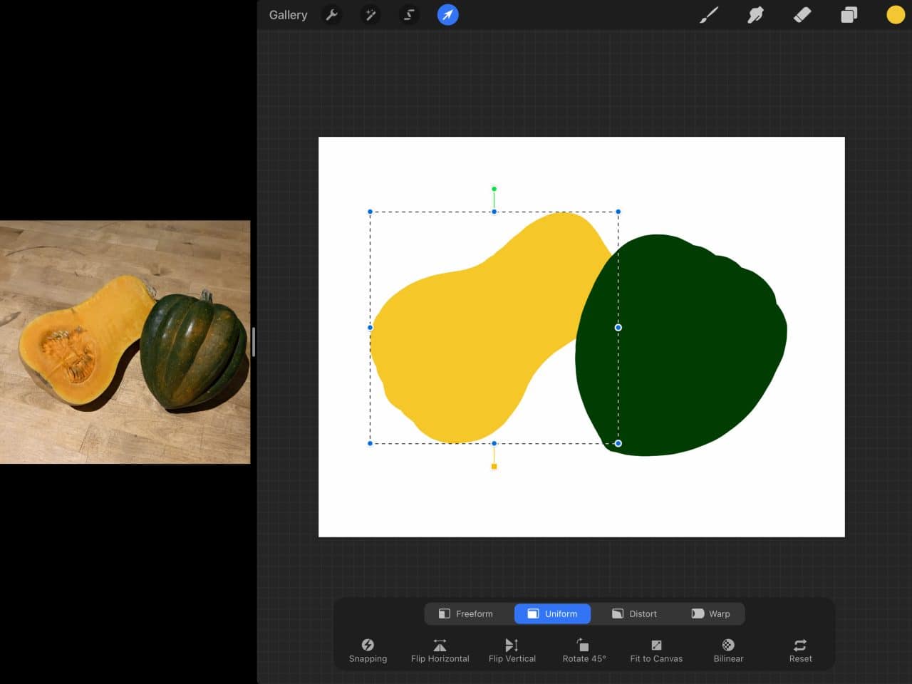 How to Draw Squash: Use the Lasso Tool to adjust your drawing.