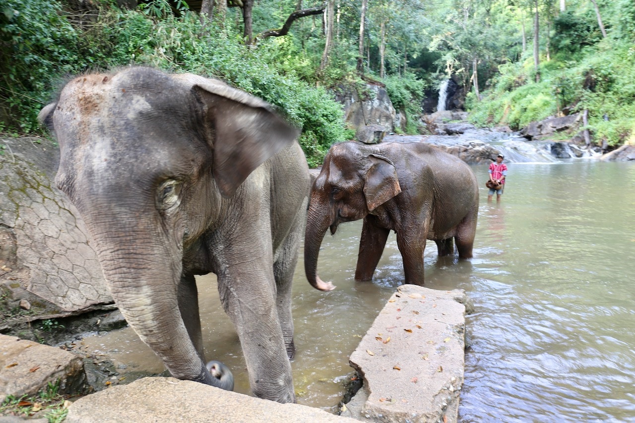 Animal lovers visiting Chiang Mai can learn about elephant conservation while bathing with the beautiful beasts.