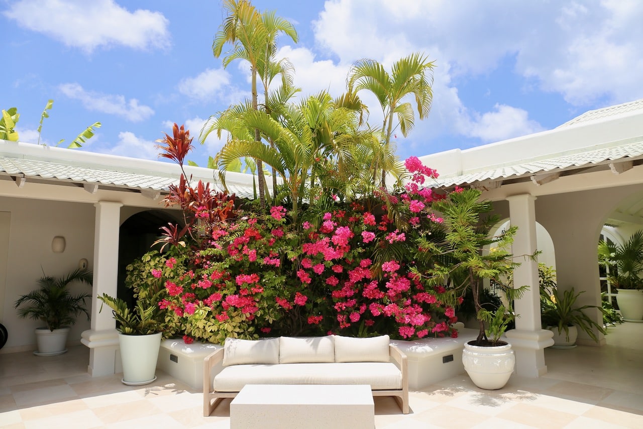 Beautiful bougainvillea greet guests as they arrive at Spice Island Beach Resort.