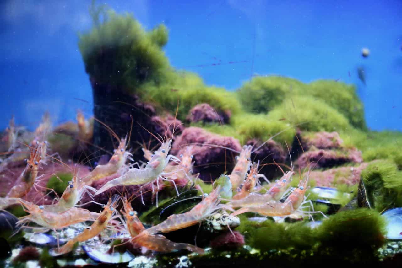 Taste sustainable seafood at Exploramer in Sainte-Anne-des-Monts.