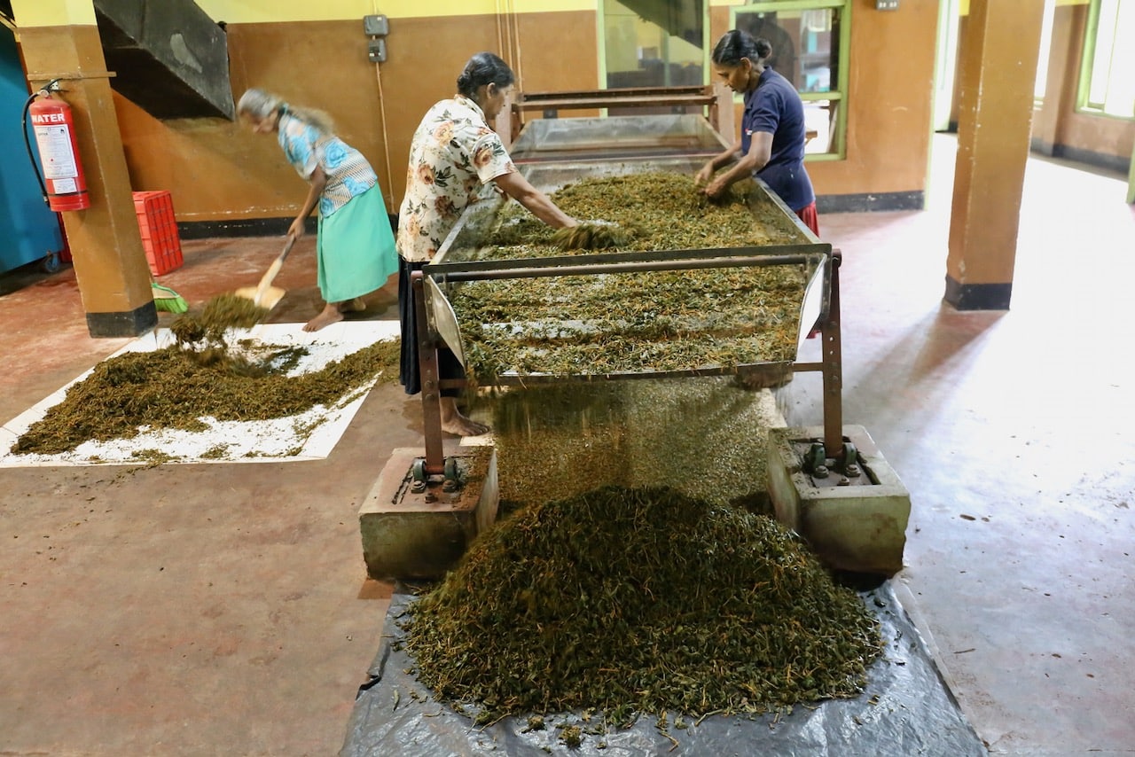 Visit a local tea plantation.